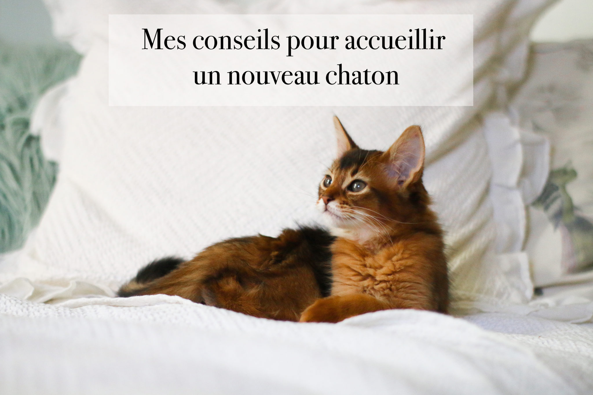 MES CONSEILS POUR ACCUEILLIR UN CHATON — Charlie Sugar Town